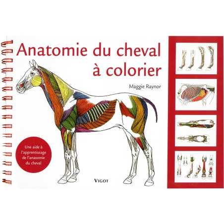 Anatomie du cheval à colorier