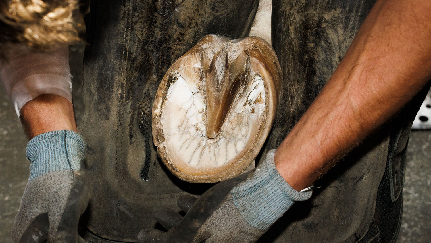 Comment est composée l'anatomie du pied du cheval externe ?