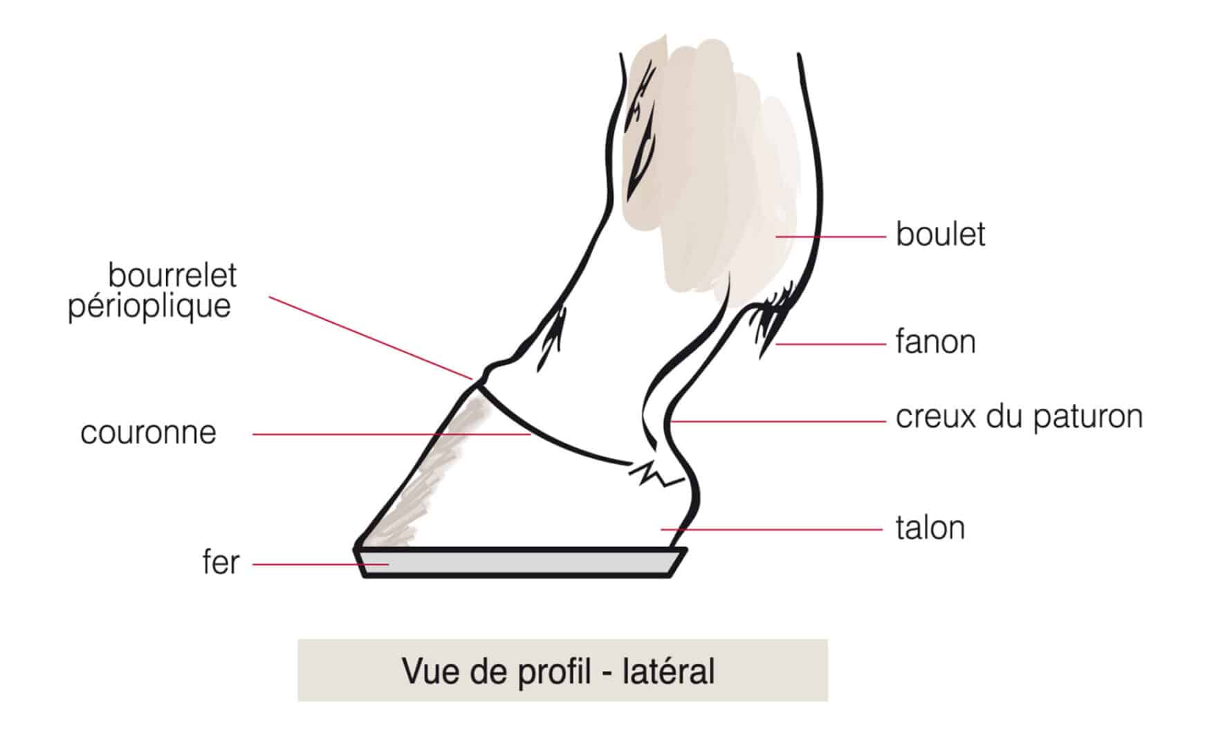 Comment est composée l'anatomie du pied du cheval externe ?