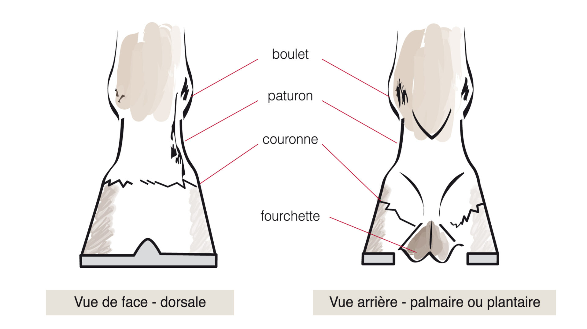 Comment est composée l'anatomie du pied du cheval externe ?