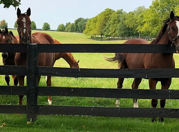 les différentes races de chevaux