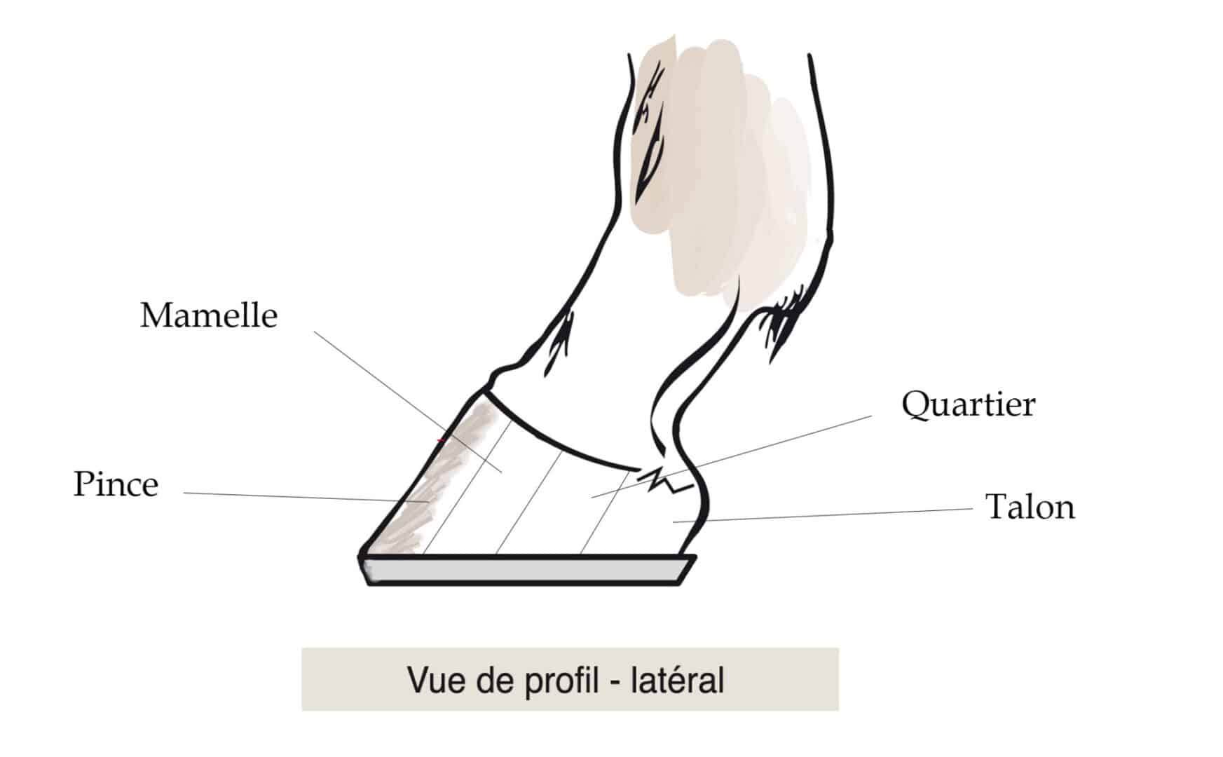 Comment est composée l'anatomie du pied du cheval externe ?