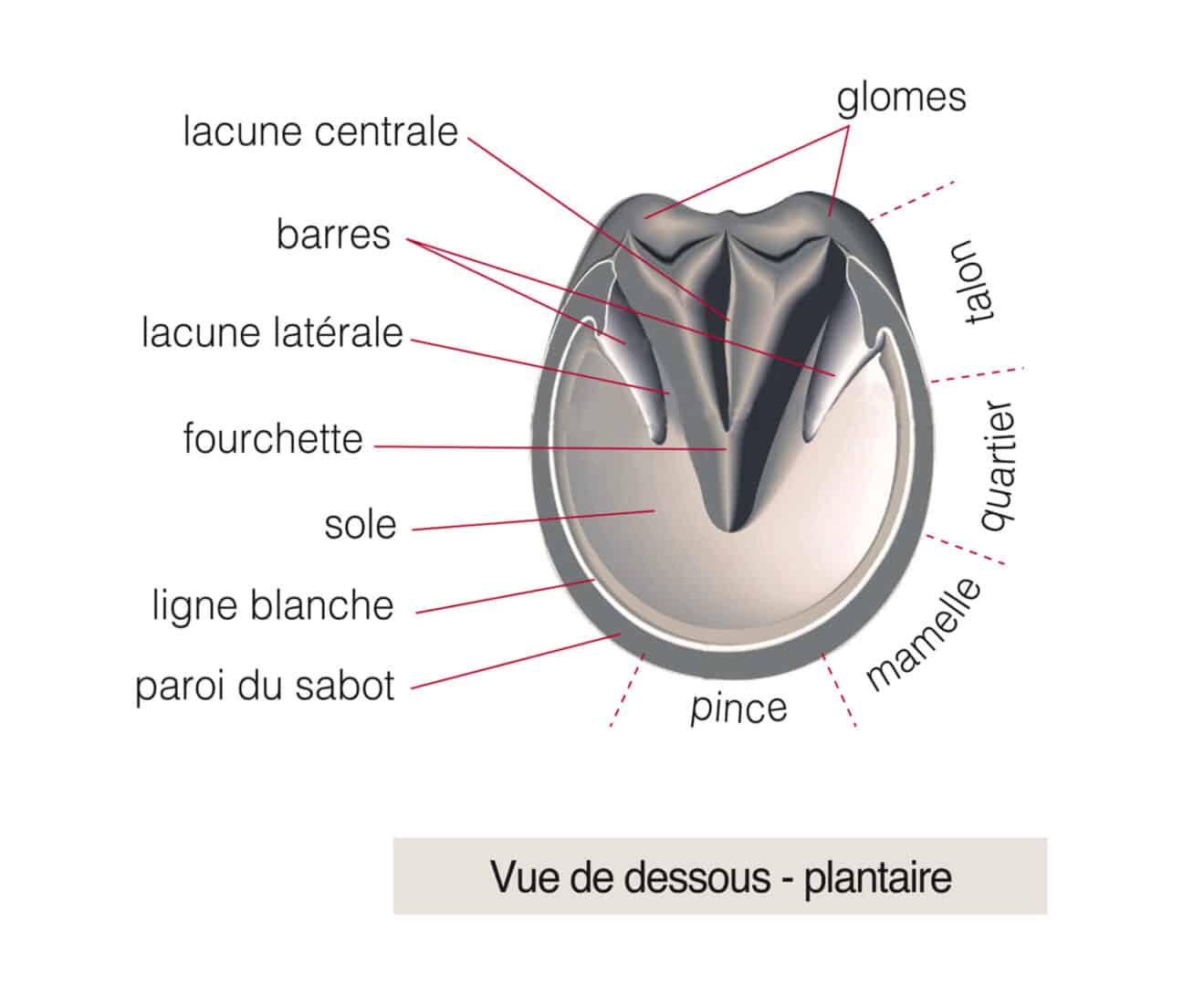 Comment est composée l'anatomie du pied du cheval externe ?