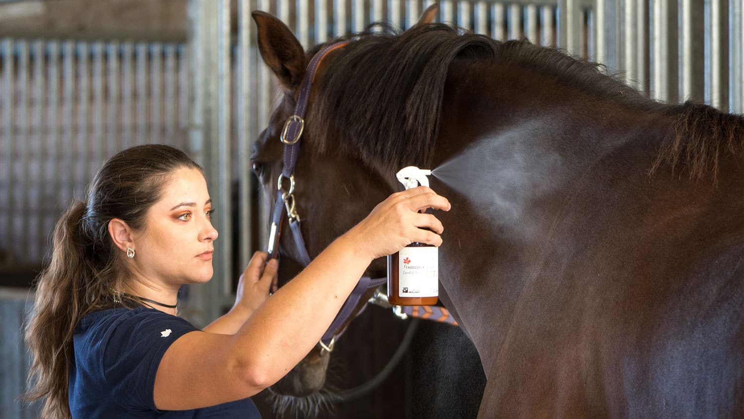 anti-mouches pour chevaux