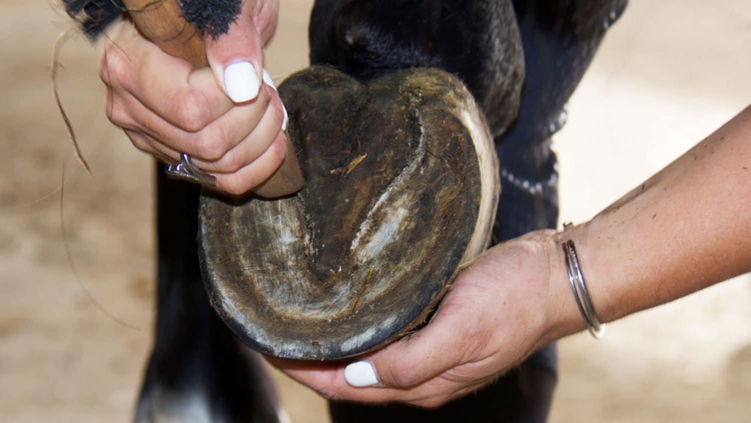 Etapes pour curer les pieds du cheval