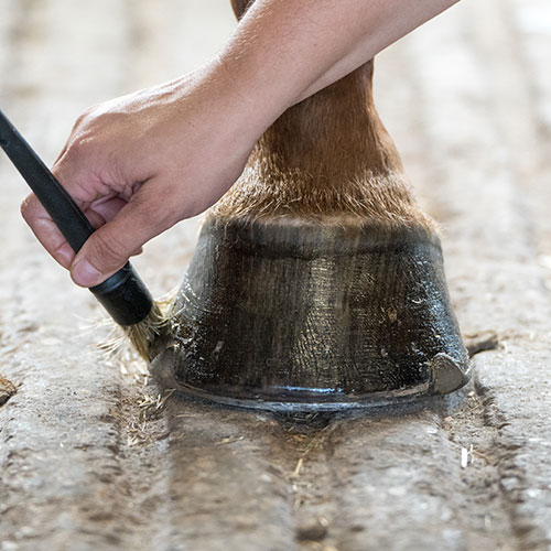 Graisser les pieds de mon cheval