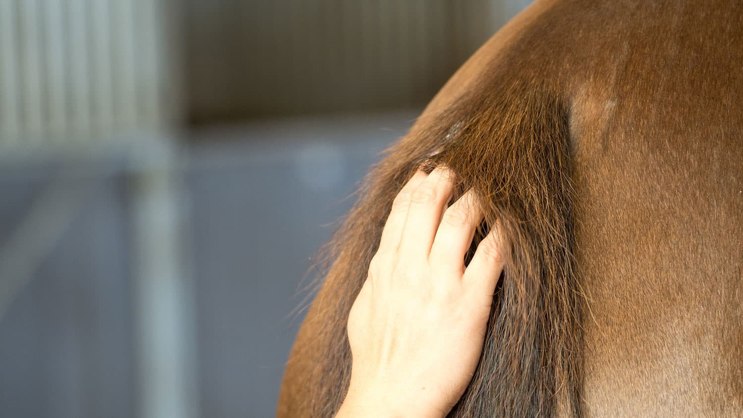 Qu'est ce que la dermite du cheval ?