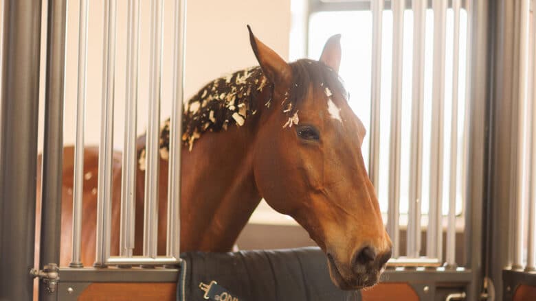 Quel complément alimentaire pour mon cheval ?
