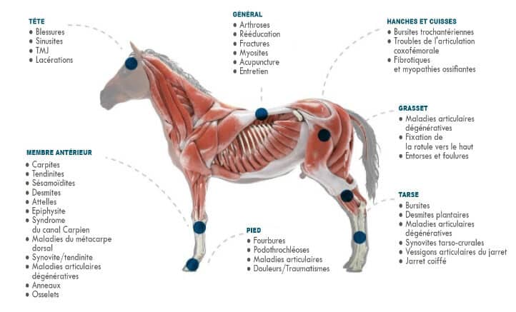 Comment utiliser la thérapie laser équine ?