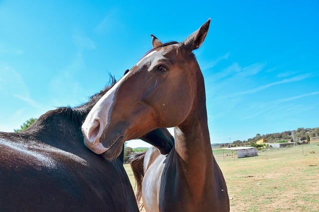 les différentes races de chevaux
