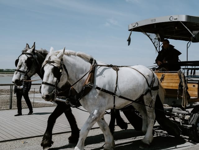 les différentes races de chevaux