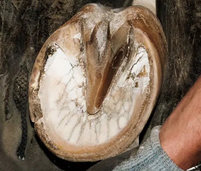 External part of the horse's hoof